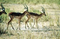 Impalas - Aepyceros melampus<br>Kenya