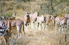 Oryx gazelle - Oryx gazella<br>Kenya