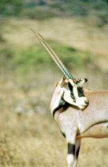 Oryx gazelle - Oryx gazella<br>Kenya