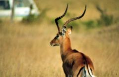 Impalas - Aepyceros melampus<br>Kenya