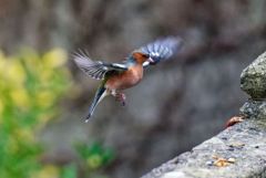 Pinson des arbres ♂ - Fringilla coelebs - Common Chaffinch<br>Région parisienne