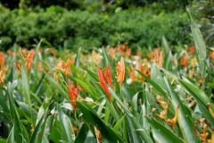 Fleurs orangées des salines de Rémire-Montjoly - Guyane