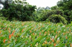 Fleurs orangées des salines de Rémire-Montjoly- Guyane