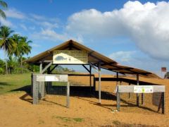 Ecloserie pour tortues marines - Rémire-Montjoly - Guyane