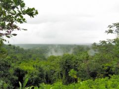 Point de vue sur la forêt amazonienne - Sur la route de Cacao - Guyane