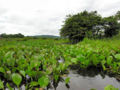 Marais sur la Crique Gabriel - Roura - Guyane