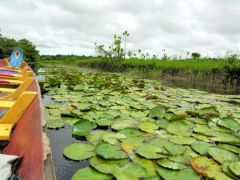 Marais sur la Crique Gabriel - Roura - Guyane