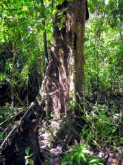 Un arbre de la forêt équatoriale - De Roura à Kaw - Guyane