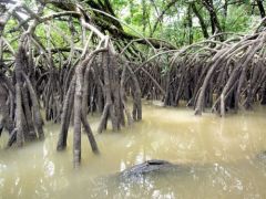 Les palétuviers de la Mangrove - Balade sur la Comté - Guyane
