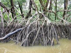 Les palétuviers de la Mangrove - Balade sur la Comté - Guyane