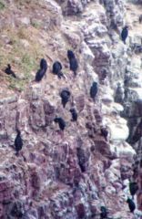 Cormorans huppés - Phalacrocorax aristotelis - European Shag<br>Bretagne