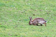 Lapin de garenne - Oryctolagus cuniculus - European Rabbit<br>Région Parisienne