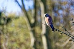 Faucon crécerelle ♂ - Falco tinnunculus - Common Kestrel<br>Région Parisienne