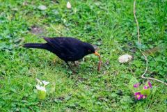 Merle noir ♂ - Turdus merula - Common Blackbird<br>Région Parisienne