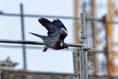 Pigeon ramier - Columba palumbus - Common Wood Pigeon<br>Région Parisienne
