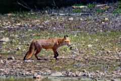 Renard roux ♀ - Vulpes vulpes - Red Fox<br>Région parisienne