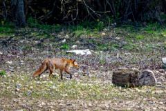 Renard roux ♀ - Vulpes vulpes - Red Fox<br>Région parisienne