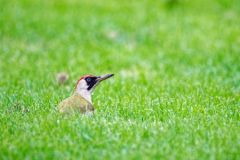 Pic vert ♀ - Picus viridis - European Green Woodpecker<br>Région Parisienne