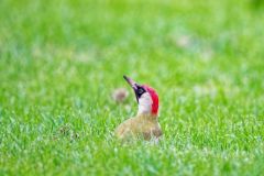 Pic vert ♀ - Picus viridis - European Green Woodpecker<br>Région Parisienne