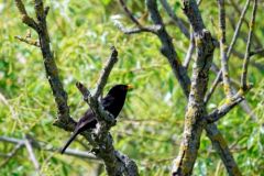 Merle noir ♂ - Turdus merula - Common Blackbird<br>Vendée