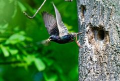 Étourneau sansonnet - Sturnus vulgaris - Common Starling<br>Région Parisienne