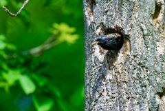 Étourneau sansonnet - Sturnus vulgaris - Common Starling<br>Région Parisienne