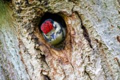 Pic épeiche - Dendrocopos major - Great Spotted Woodpecker<br>Région Parisienne