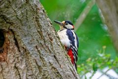 Pic épeiche ♂- Dendrocopos major - Great Spotted Woodpecker<br>Région Parisienne