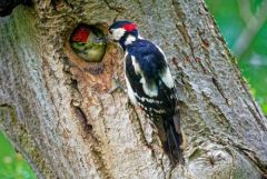 Pic épeiche - Dendrocopos major - Great Spotted Woodpecker<br>Région Parisienne