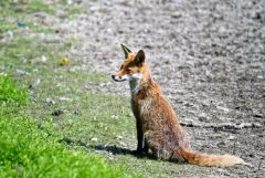 Renard roux - Vulpes vulpes - Red Fox<br>Région Parisienne