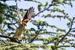 Faucon crécerelle ♂ - Falco tinnunculus - Common Kestrel<br>Région Parisienne