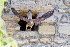 Faucon crécerelle ♀ - Falco tinnunculus - Common Kestrel<br>Région Parisienne