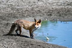 Renard roux - Vulpes vulpes - Red Fox<br>Région Parisienne