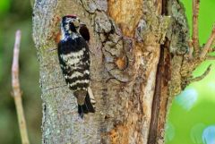 Pic épeichette ♂ - Dryobates minor - Lesser Spotted Woodpecker<br>Région Parisienne