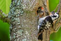 Pic épeichette ♀ - Dryobates minor - Lesser Spotted Woodpecker<br>Région Parisienne