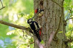 Pic épeiche ♀ - Dendrocopos major - Great Spotted Woodpecker<br>Région Parisienne