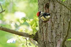 Pic épeiche (juvénile)- Dendrocopos major - Great Spotted Woodpecker<br>Région Parisienne