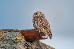 Chevêche d'Athéna - Athene noctua - Little Owl<br>Vendée