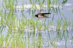 Hirondelle rustique - Hirundo rustica - Barn Swallow<br>Vendée