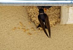 Hirondelle de fenêtre (poussins et adulte) - Delichon urbicum - Common House Martin<br>Vendée