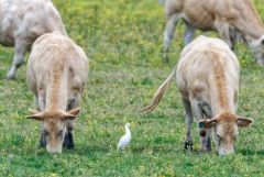 Héron garde-boeufs et vaches - Bubulcus ibis - Western Cattle Egret<br>Vendée