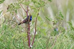 Gorgebleue à miroir - Luscinia svecica - Bluethroat<br>Vendée