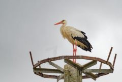 Cigogne blanche - Ciconia ciconia - White Stork<br>Vendée