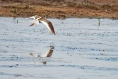 Chevalier gambette - Tringa totanus - Common Redshank<br>Vendée