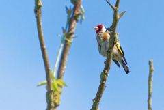 Chardonneret élégant - Carduelis carduelis - European Goldfinch<br>Vendée