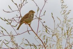 Bruant proyer - Emberiza calandra - Corn Bunting<br>Vendée