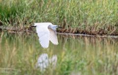 Aigrette garzette - Egretta garzetta - Little Egret<br>Vendée