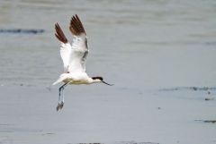 Avocette élégante - Recurvirostra avosetta - Pied Avocet<br>Vendée