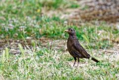 Merle noir - Turdus merula - Common Blackbird<br>Vendée