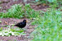 Merle noir ♂ - Turdus merula - Common Blackbird<br>Région parisienne